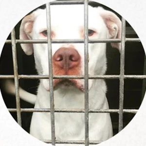 @adopta.loveanimals.bcn Image