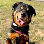 LIBRO ABUELOS (DESCARGA PDF)