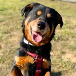 LIBRITO ABUELITOS EN ADOPCIÓN (LINK DIRECTO)