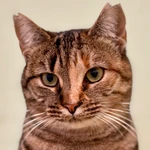 TODOS LOS ANIMALES EN ADOPCIÓN (WEB AYUNTAMIENTO)