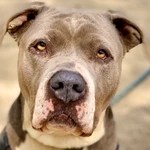 PRESENTACIONES DE ANIMALES